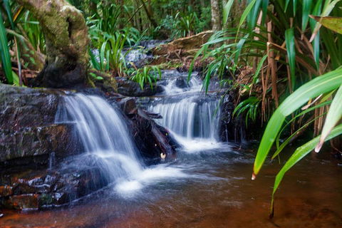 Glow Worms Private Tour - Nocturnal Rainforest Walk - QLD Tourism 5