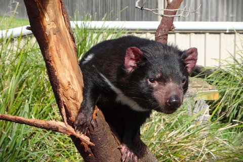 Tasmania 4 Day East Coast + Launceston - Queensland Tourism 2