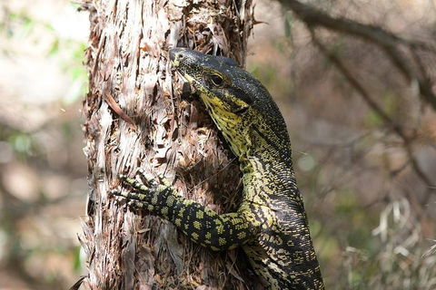 Byron Bay Hinterland Tour Including Rainforest Walk To Minyon Falls - Queensland Tourism 1