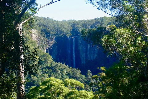Byron Bay Hinterland Tour Including Rainforest Walk To Minyon Falls - Queensland Tourism 4