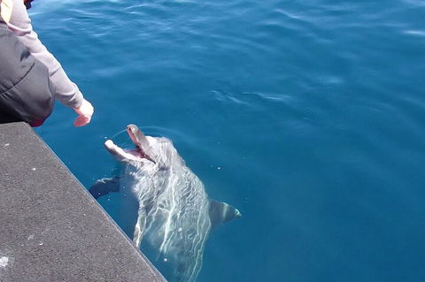 Noosa Wild Dolphin Safari - QLD Tourism 0