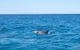 Noosa Wild Dolphin Safari - thumb 1