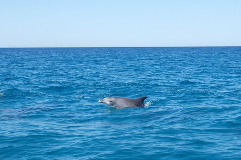 Noosa Wild Dolphin Safari - QLD Tourism 1