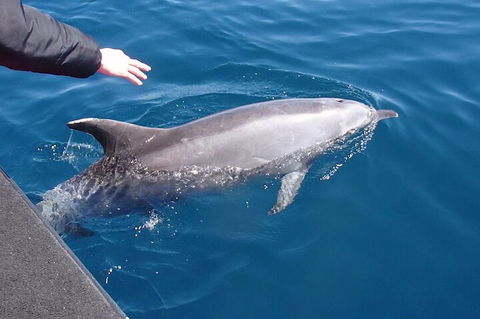 Noosa Wild Dolphin Safari - QLD Tourism 2