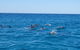 Noosa Wild Dolphin Safari - thumb 3