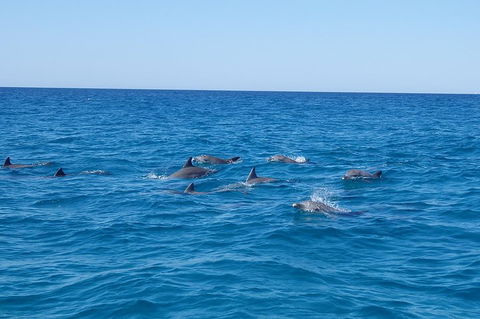 Noosa Wild Dolphin Safari - QLD Tourism 3