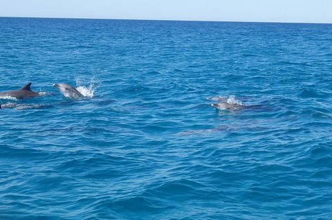 Noosa Wild Dolphin Safari - QLD Tourism 4