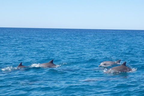 Noosa Wild Dolphin Safari - QLD Tourism 5