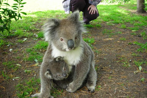 3-Day Adelaide To Melbourne Tour Including The Great Ocean Road - QLD Tourism 3