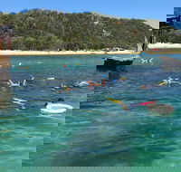 All Inclusive Dolphin and Tangalooma Wrecks Cruise - QLD Tourism