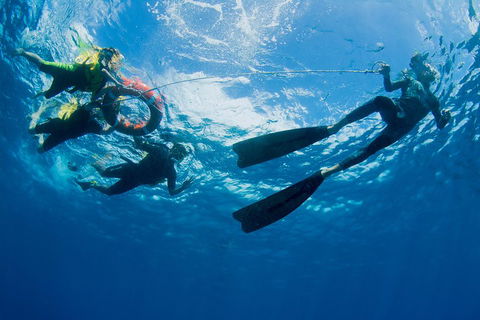 Passions Of Paradise Great Barrier Reef Snorkel And Dive Cruise From Cairns By Luxury Catamaran - QLD Tourism 2