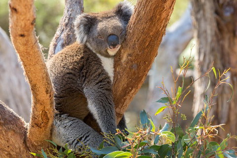 Mount Lofty Hike And Cleland Wildlife Park Day Trip From Adelaide - QLD Tourism 2