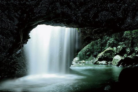 Natural Bridge Glow Worm Night Tour From Gold Coast - Queensland Tourism 0
