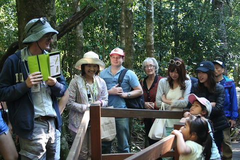 Natural Bridge Glow Worm Night Tour From Gold Coast - Queensland Tourism 4