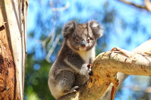 LGBT+ Friendly 2 Day Private Tour Great Ocean Road + Phillip Island - QLD Tourism 1