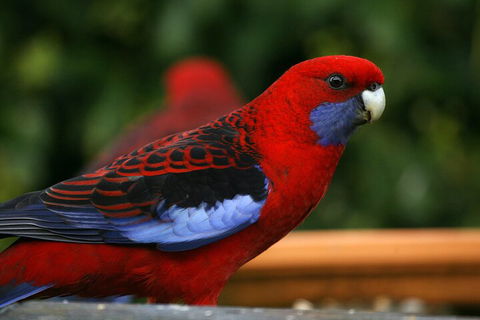 LGBT+ Friendly 2 Day Private Tour Great Ocean Road + Phillip Island - QLD Tourism 3
