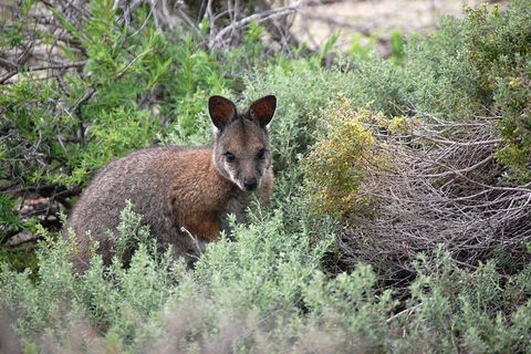 Pink Lake + Abrolhos Islands Nature Tour - Queensland Tourism 1
