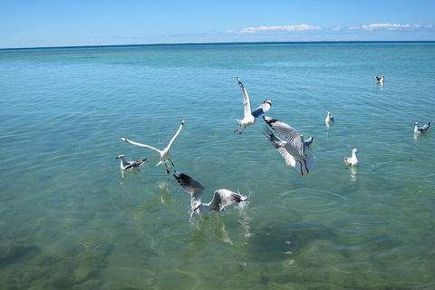 Pink Lake + Abrolhos Islands Nature Tour - Queensland Tourism 5