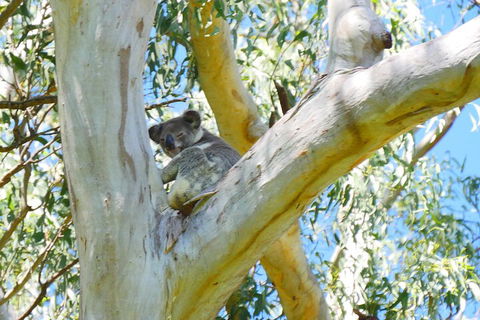 Best Of Moreton Bay Cruise - QLD Tourism 2