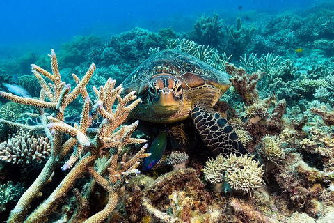 Great Barrier Reef Day Cruise From Cairns Including Snorkeling And Marine Biologist Presentation - QLD Tourism 4