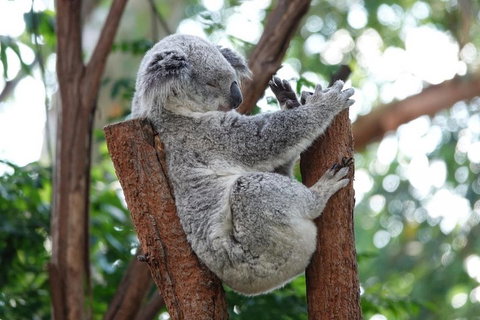Small-Group Blue Mountains Tour With A Local Guide - QLD Tourism 2