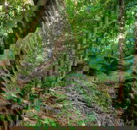 Private Daintree Mossman Gorge Exclusive Nature and Wildlife Focus - QLD Tourism