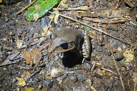 Evening Rainforest & Glow Worm Experience - QLD Tourism 1