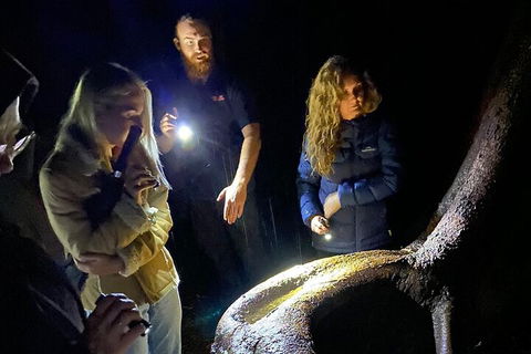 Evening Rainforest & Glow Worm Experience - QLD Tourism 2