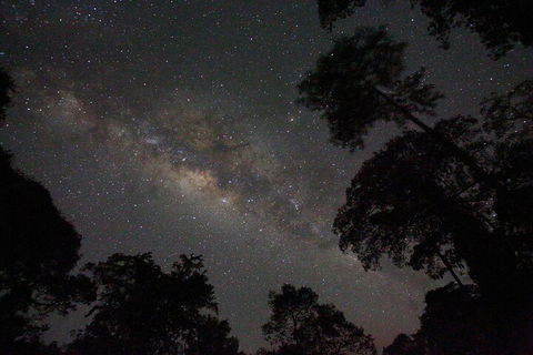Evening Rainforest & Glow Worm Experience - QLD Tourism 4