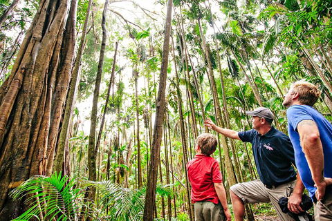 Natural Bridge & Springbrook Waterfalls Tour + Hot Air Balloon With Breakfast - QLD Tourism 5