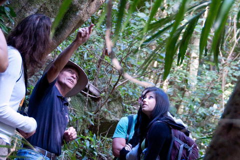 Natural Bridge & Springbrook Waterfalls Tour - QLD Tourism 4