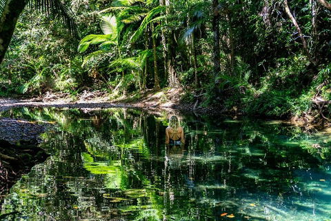 Daintree And Cape Tribulation Full Day Guided Tour - QLD Tourism 1