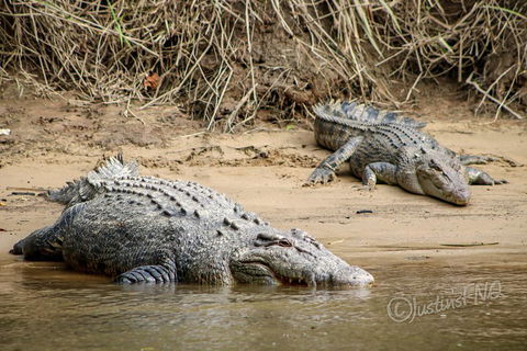 Daintree And Cape Tribulation Full Day Guided Tour - QLD Tourism 3