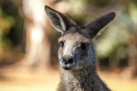 Port Arthur And Tassie Devils Active Day Tour From Hobart - QLD Tourism 2
