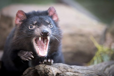 Port Arthur And Tassie Devils Active Day Tour From Hobart - QLD Tourism 3