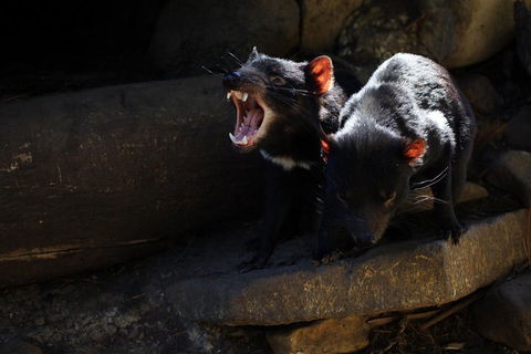 Port Arthur And Tassie Devils Active Day Tour From Hobart - QLD Tourism 4
