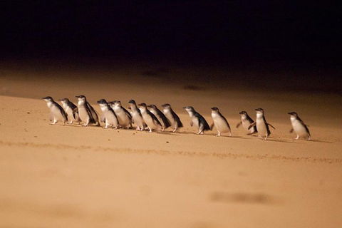 The Ultimate Melbourne Attractions Pass - QLD Tourism 5