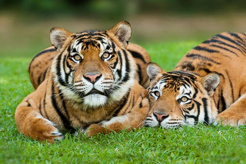 The Ultimate Gold Coast Attractions Pass - QLD Tourism 2