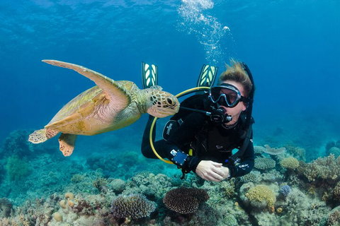 Silverswift Outer Great Barrier Reef Dive And Snorkel Cruise From Cairns - QLD Tourism 2