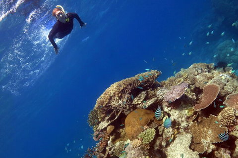 Silverswift Outer Great Barrier Reef Dive And Snorkel Cruise From Cairns - QLD Tourism 3