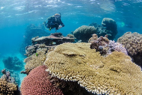 Silverswift Outer Great Barrier Reef Dive And Snorkel Cruise From Cairns - QLD Tourism 5