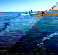 Penguin and Seal Islands Sea Kayaking Experience - QLD Tourism