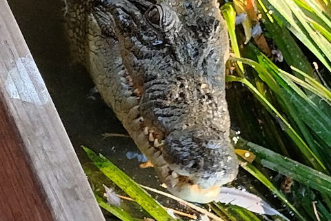 Litchfield Park Adventures And Jumping Crocodile Cruise + Butterfly Farm - QLD Tourism 1