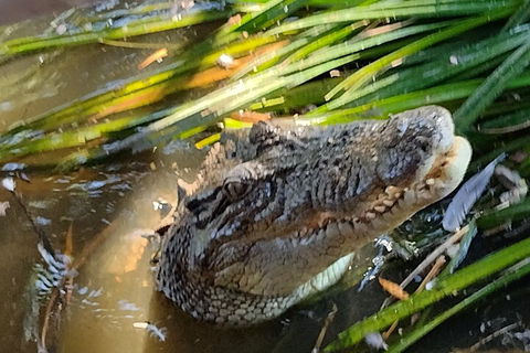 Litchfield Park Adventures And Jumping Crocodile Cruise + Butterfly Farm - QLD Tourism 4