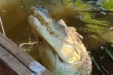 Litchfield Park Adventures And Jumping Crocodile Cruise + Butterfly Farm - QLD Tourism 5
