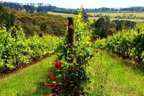 Mornington Peninsula Sightseeing Tour For 2-6 Guests. - QLD Tourism 3