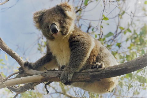 Kangaroo Island Scenic Trail Tour - QLD Tourism 2