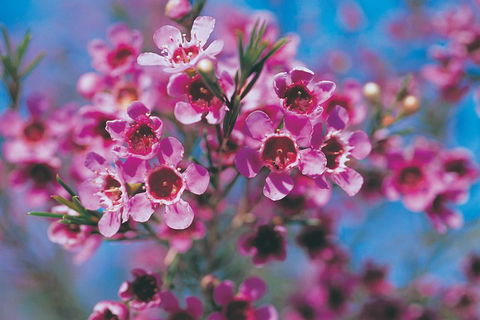 Best Of Perth Wildflower Season Day Trip - QLD Tourism 1