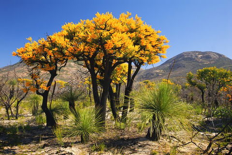 Best Of Perth Wildflower Season Day Trip - QLD Tourism 3