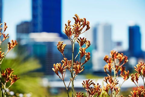 Best Of Perth Wildflower Season Day Trip - QLD Tourism 4